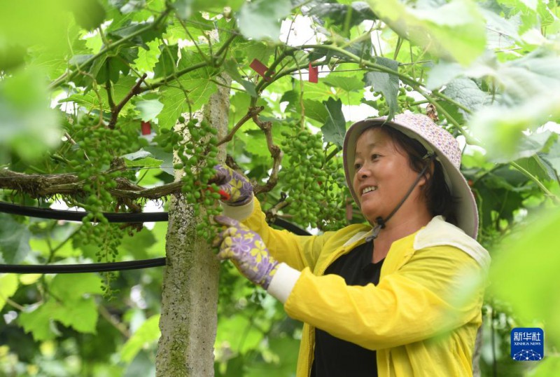 5月6日，在廣西東蘭縣武篆鎮東里村葡萄園，村民在管護葡萄。