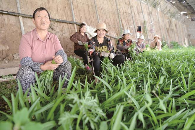 7月5日，在青?；萏镛r業種植基地內，農戶收割蔬菜。攝影：鄧建青