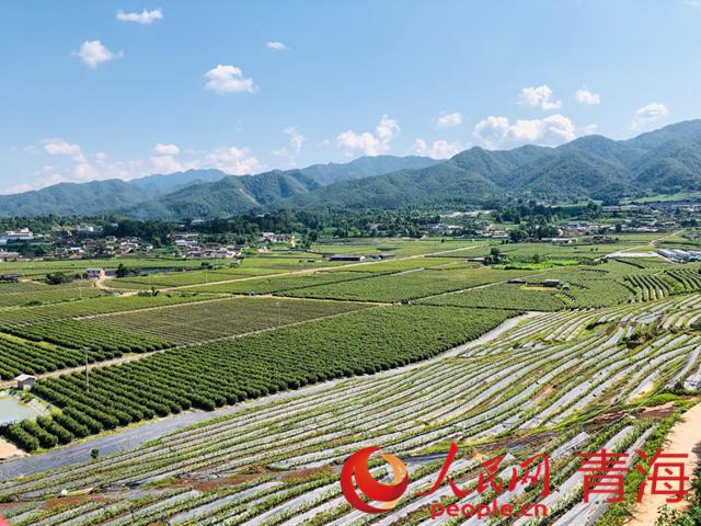 遠眺藍莓基地。人民網 劉沛然攝