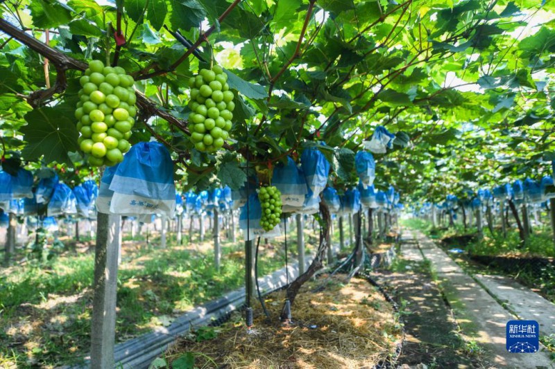 7月27日，在位于嘉興南湖區鳳橋鎮的清清農場，自動灌溉系統給葡萄澆水。